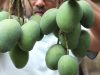 Village Food | Green mango khatta | Grandmother recipes-47