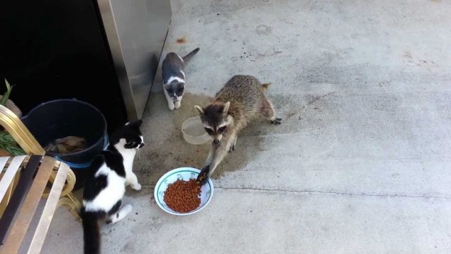 Raccoon Steals Cats’ Food (Original)