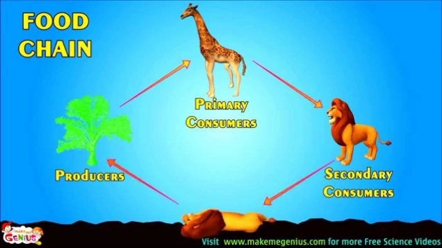 Food Chains , Food Webs , Energy Pyramid – Education Video for kids by makemegenius.com