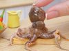 Korean style: Miniature Spicy Stir Fried Octopus Recipe | ASMR Cooking Mini Food
