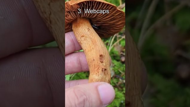 Top 5 Deadliest Mushrooms