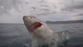 Unbelievable Shark Attacks