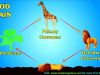 Food Chains , Food Webs , Energy Pyramid – Education Video for kids by makemegenius.com