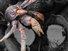 Coconut Crab {Catch Clean Cook}  Rota, CNMI
