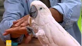 Bird Whisperer – Daytime TV show