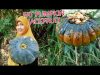 fat pumpkin jackfruit "nangka gori lemak/cooking