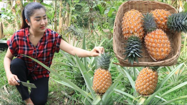 Time to make delicious dish with pineapple / Harvest pineapple for cooking / Cooking with Sreypov